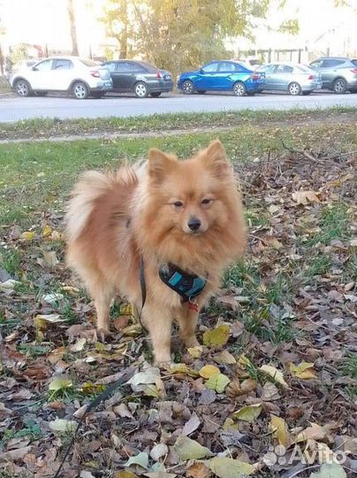 Передержка мелких и средних пород собак