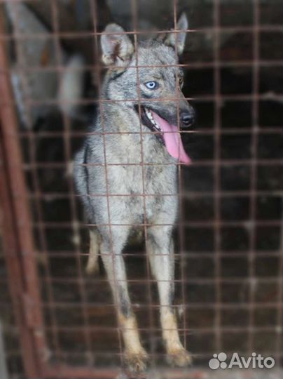 Лая ищет дом