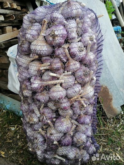 Чеснок домашний