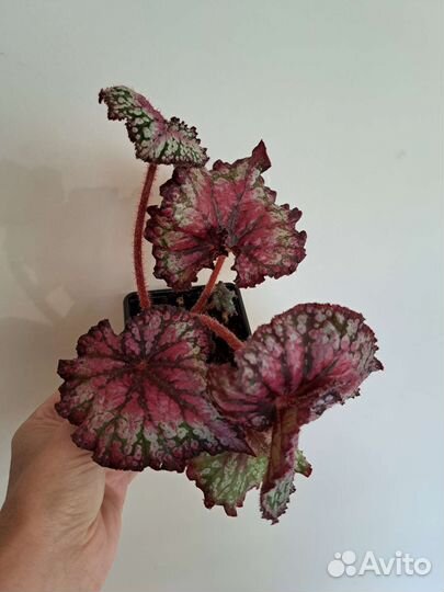 Бегонии декоративно-лиственные