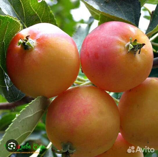 Саженцы яблонь