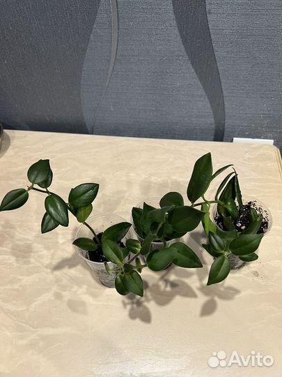 Фикус панда