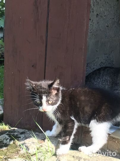 Черно-белый котенок в добрые руки