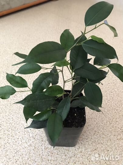 Комнатные цветы