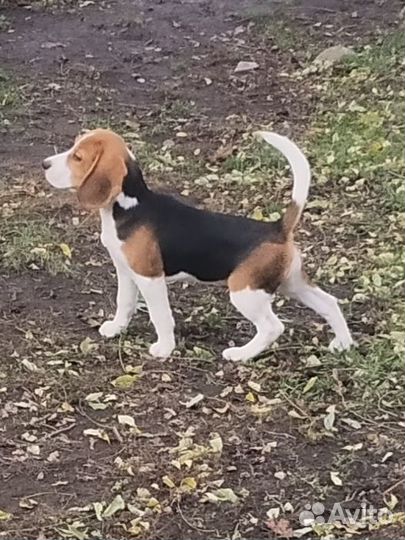Щенки бигль РКФ