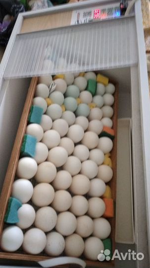 Инкубационное яйцо цесарки белогрудой