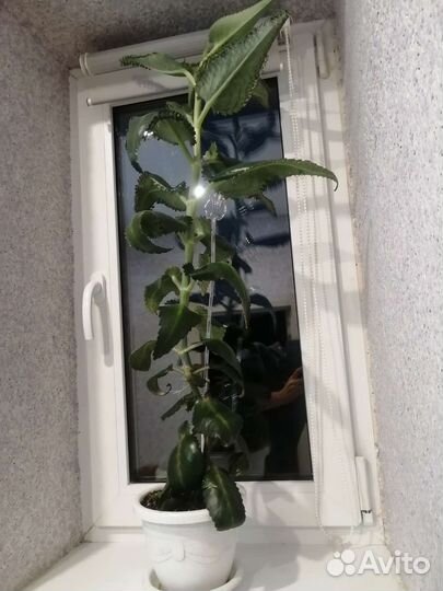 Каланхоэ лечебное