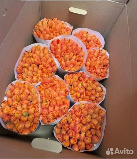 Тюльпаны к 8 марта опт/розница