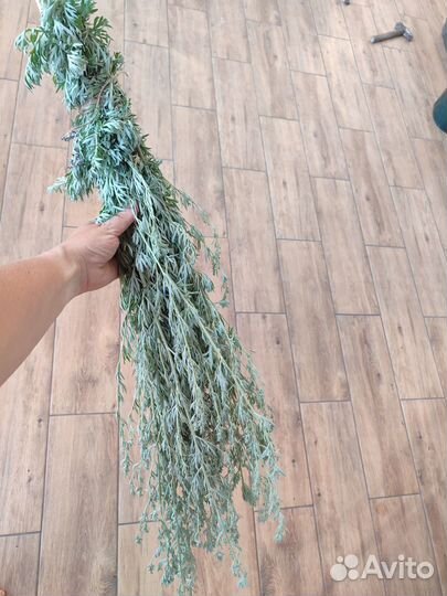 Трава полынь