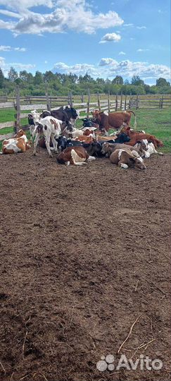 Телочки и бычки