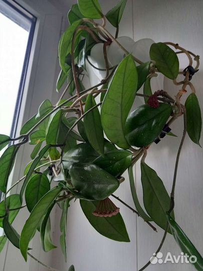 Хойя домашние цветы