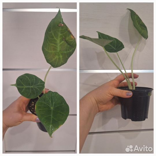 Алоказия Махарани (Серый Дракон)