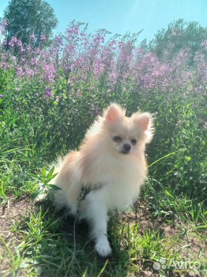 Немецкий шпиц