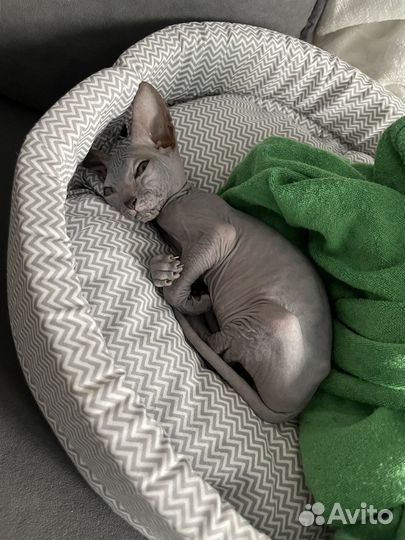 Донской сфинкс