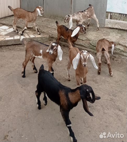Нубийские козы