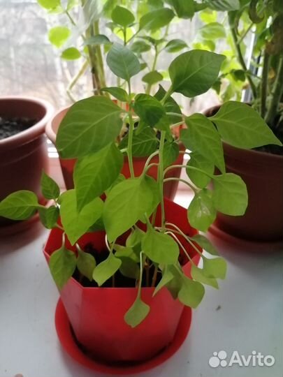 Мини очень острый перчик ростки