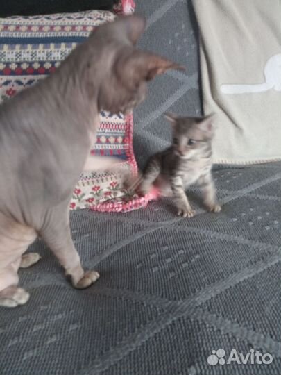 Кошка в дар