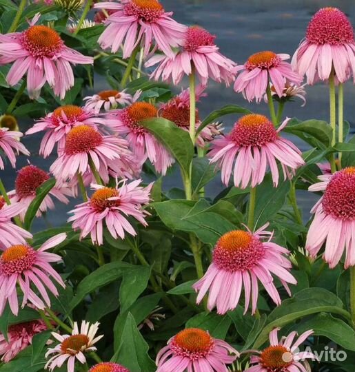 Саженцы гортензия, папоротник, пион, эхинацея