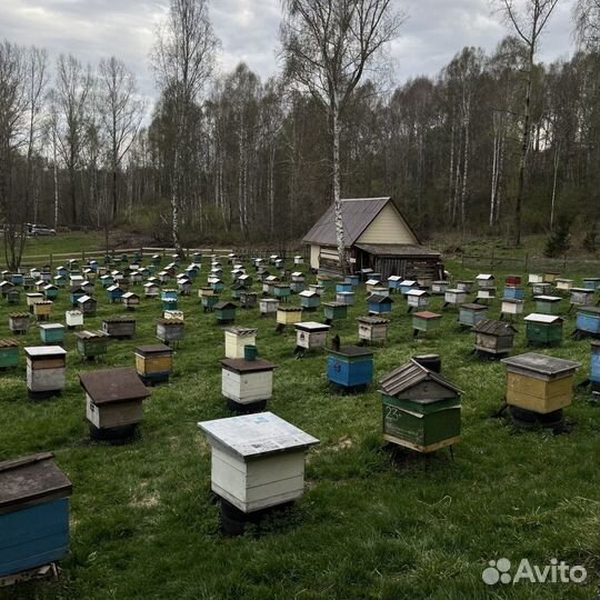 Мед Алтайский цветочный