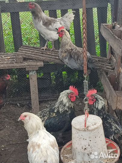 Петушки Сильверудд Блю,мараны