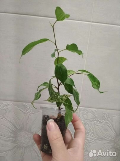 Комнатные растения цветы