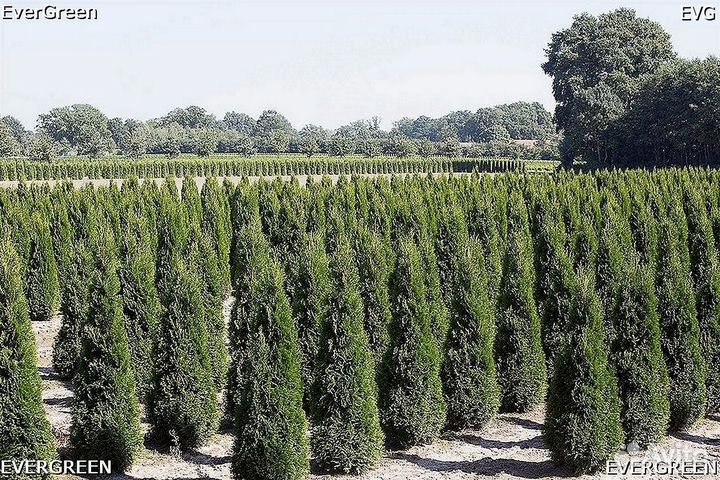 Туи брабант