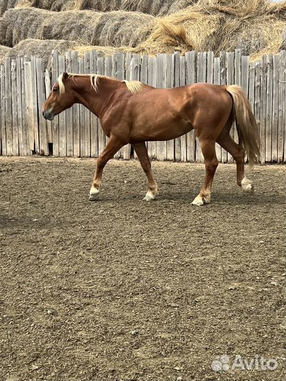 Лошадь жеребец