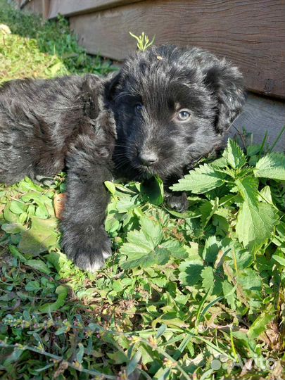 Кудряшка Ной