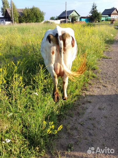 С/х животные коровы