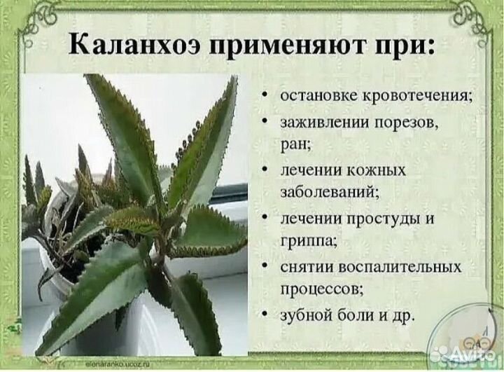 Каланхое лечебное