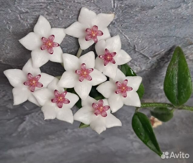 Комнатный цветок хойя