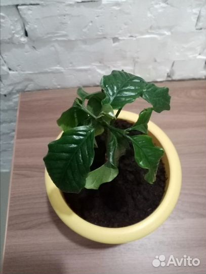 Кофе арабика растение