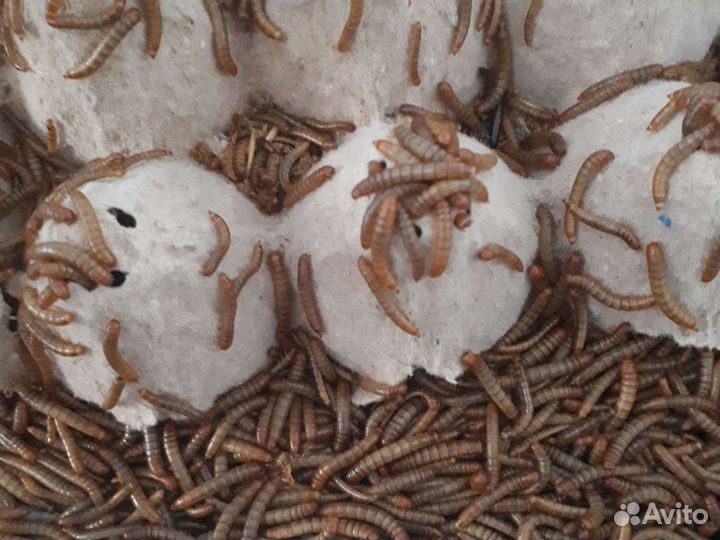 Кормовые насекомые