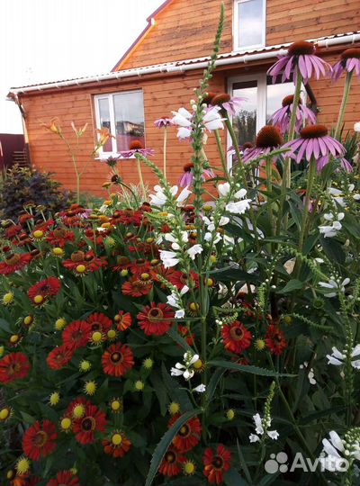 Продам излишки из своего сада, откапаю при вас