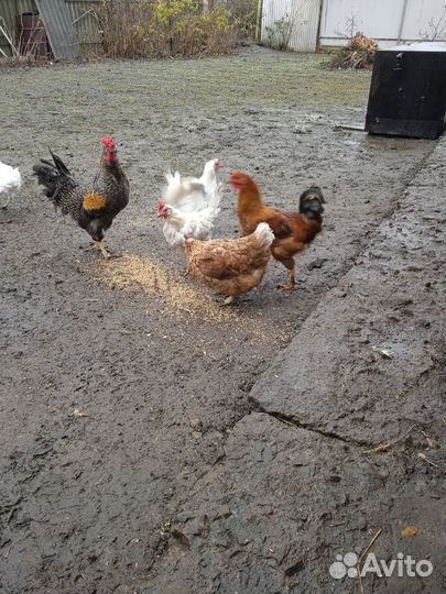 Молодые петушки