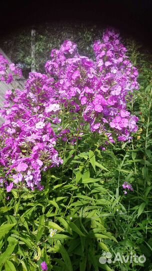 Садовые, многолетние растения