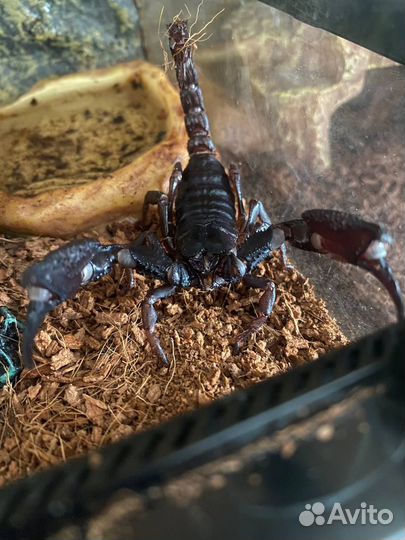 Скорпион Heterometrus Spinifer с террариумом