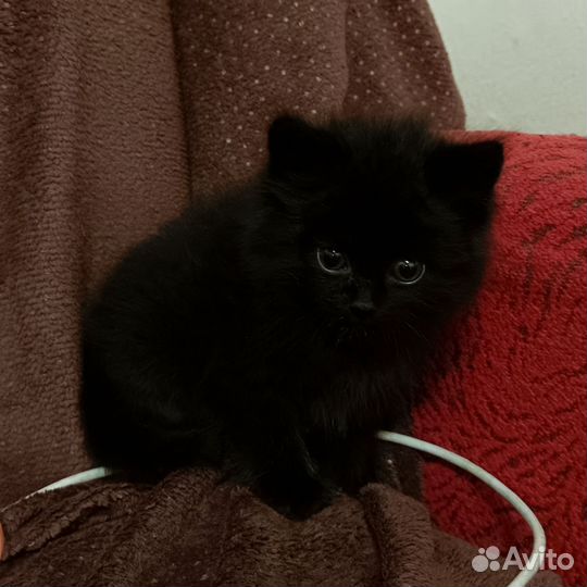 Котёнок мальчик