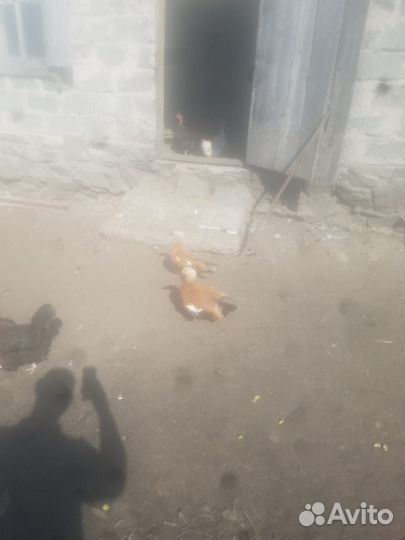 Продам огорей