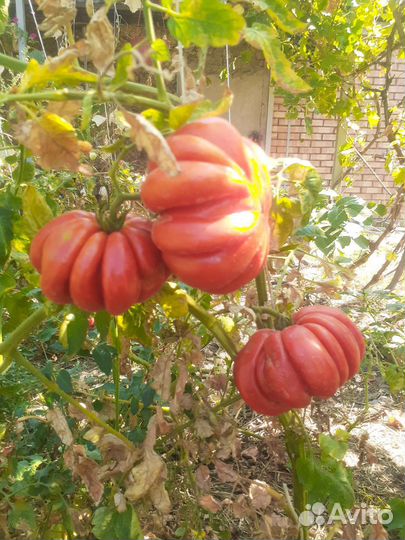 Семена томата из СССР русская гармошка