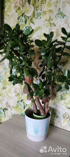 Толстянка, денежное дерево