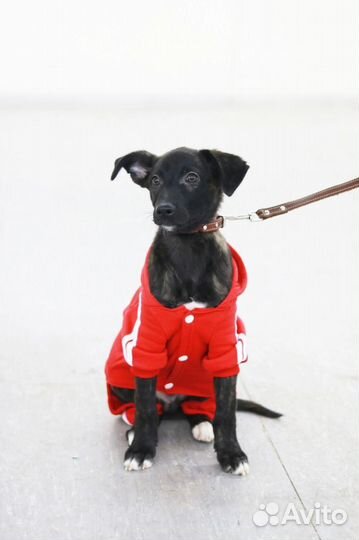 Щенок мальчик