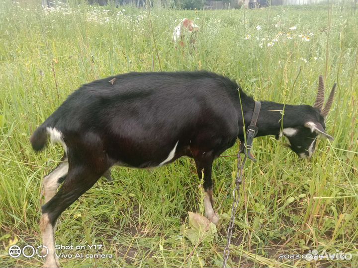 Вязка,молодой козёл, на мясо, козы молоко,козлята