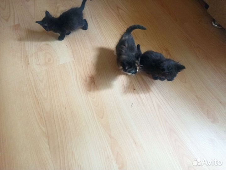 Шишки сосновые сухие