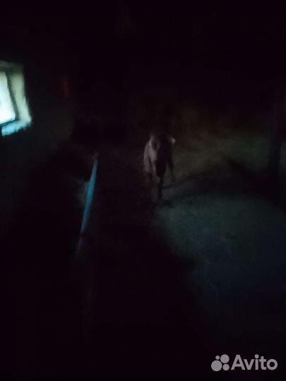 Бычки Телята