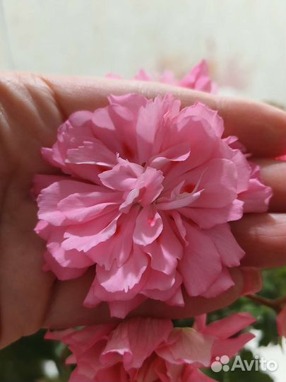 Пеларгония сортовая