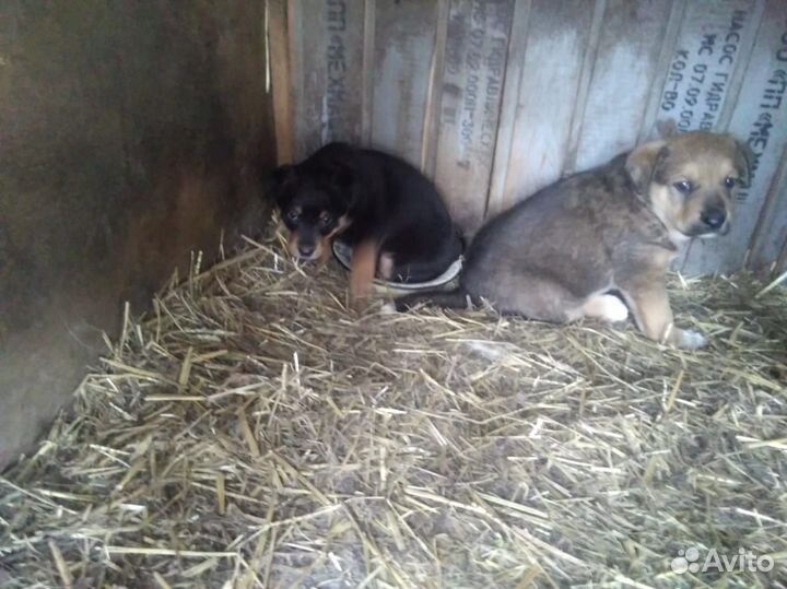 Щенки