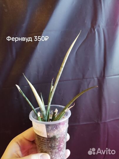 Сансевиерия сортовая