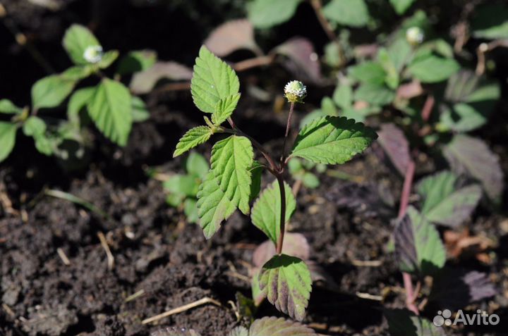 Липпия сладкая