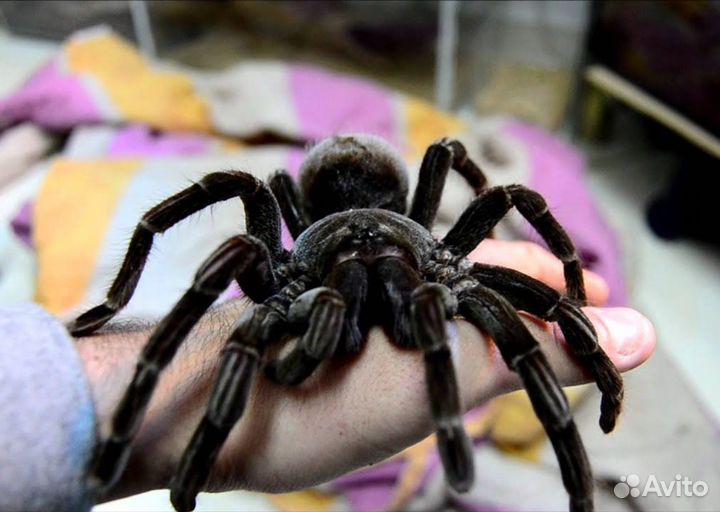 Пауки-птицееды, скорпионы, сколопендры